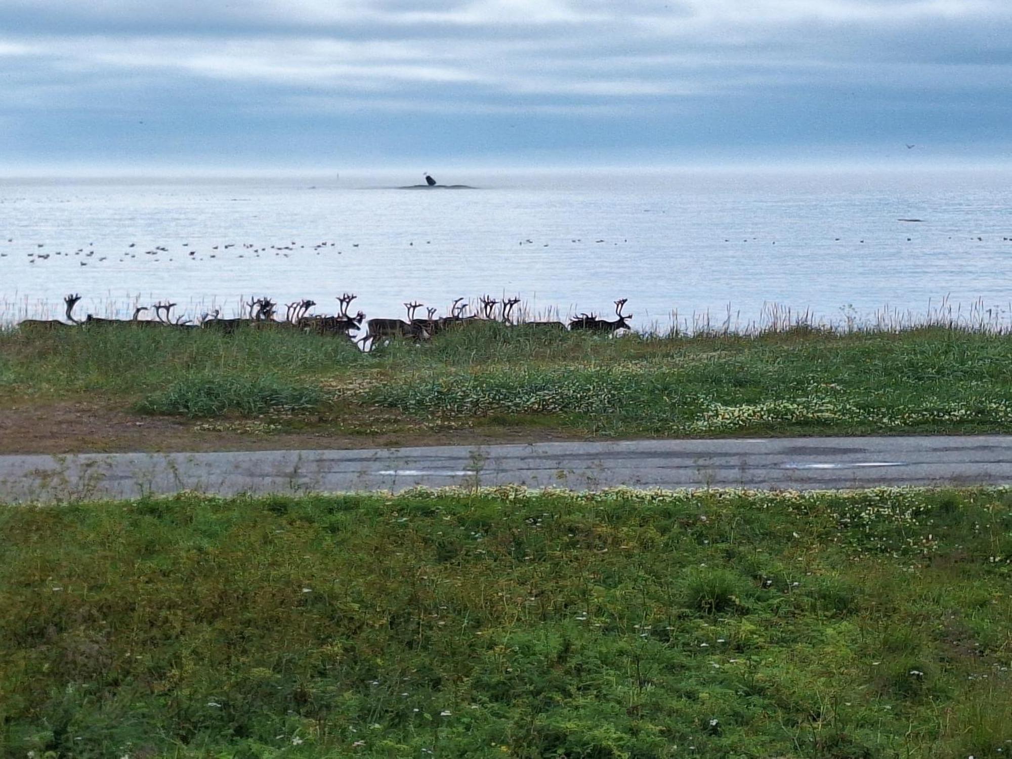 Feriehus Ved Barentshavet - Holiday Home By The Barents Sea Ytre Kiberg Exterior photo
